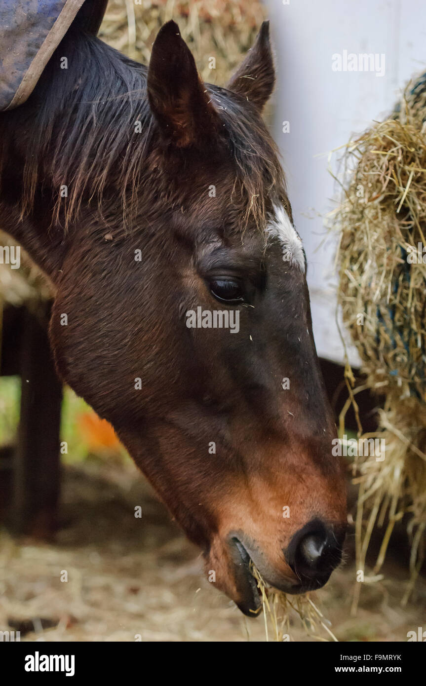 Purosangue baio cavallo con stella bianca sul viso, mangiando il fieno da un fieno net Foto Stock