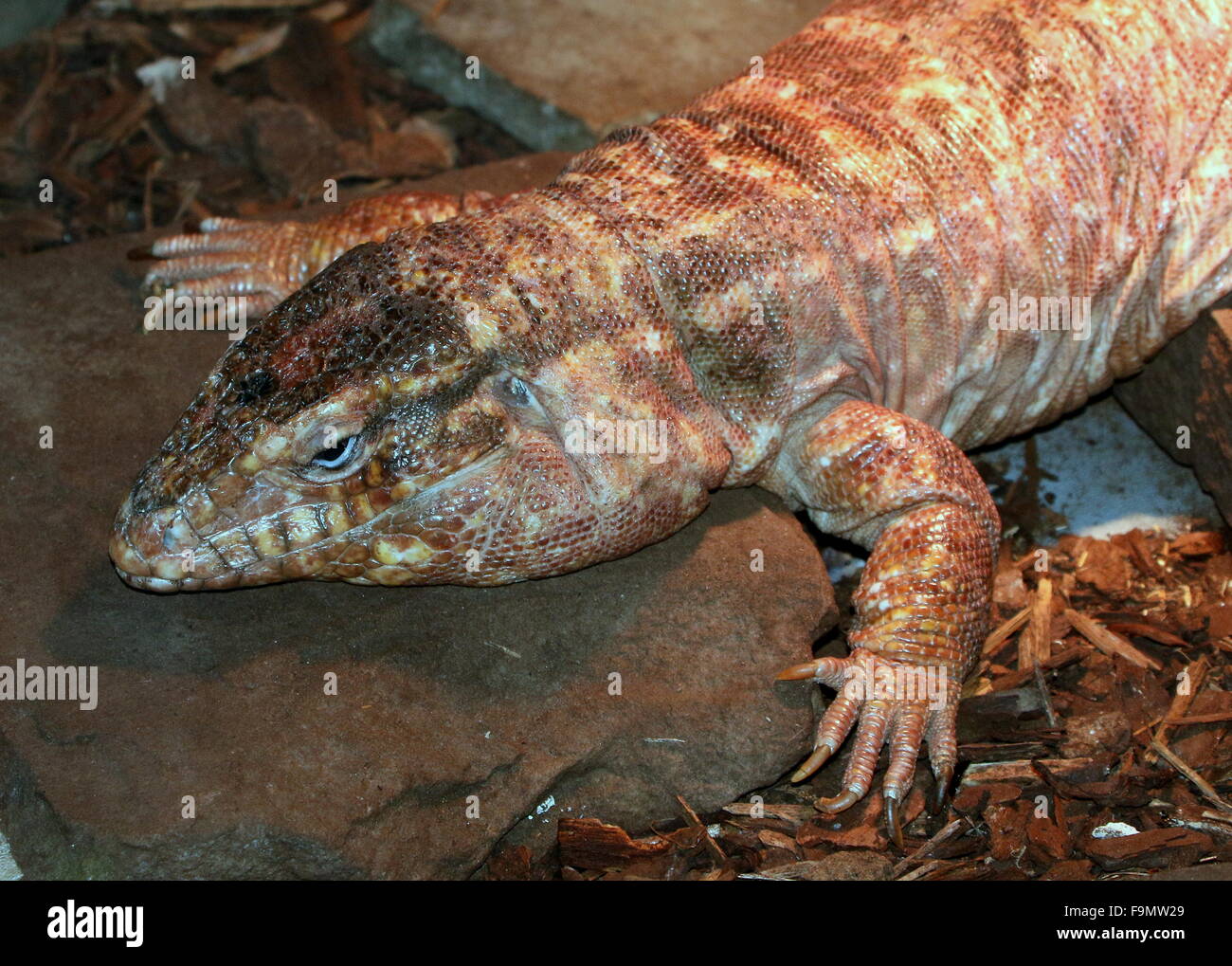 Argentino femmina rossa gigante Tegu lizard (Tupinambis rufescens, Salvator rufescens) Foto Stock