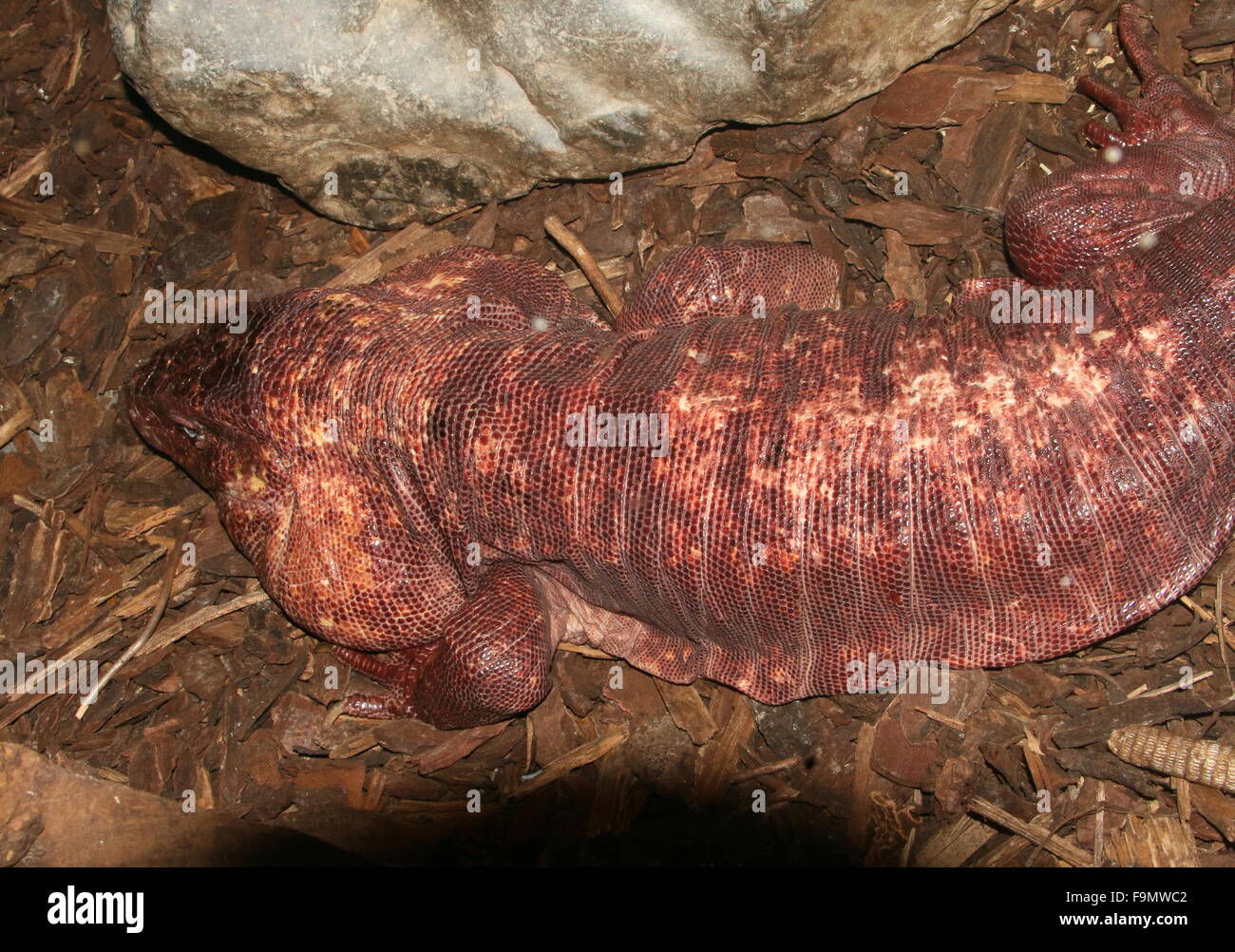 Argentino maschio rosso gigante Tegu lizard (Tupinambis rufescens, Salvator rufescens) Foto Stock