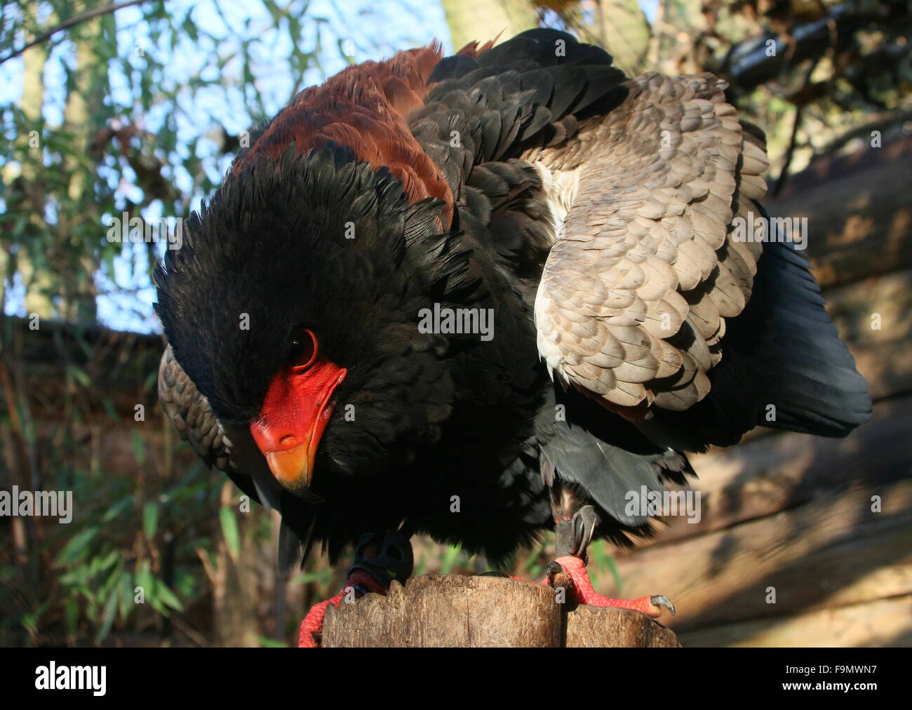 African Bateleur Eagle ( Terathopius ecaudatus), primo piano della testa e becco colorato Foto Stock