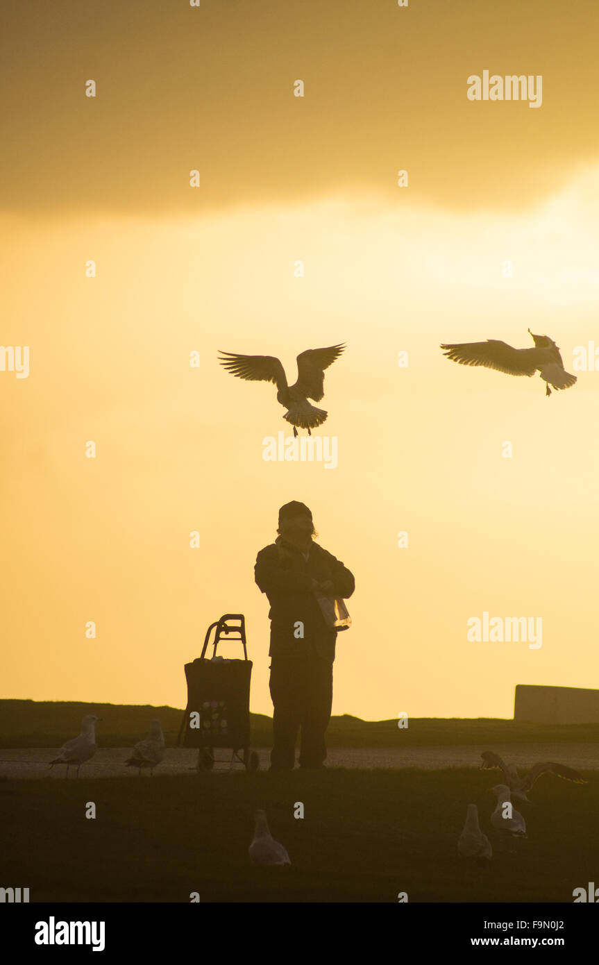 Blackpool, Regno Unito. 17 dicembre 2015. Con il insolitamente caldo inverno meteo proseguendo vi era un bonus in Blackpool questa sera con un bel tramonto a fine giornata. Un bonus doppio per i gabbiani allora! Credito: Gary Telford/Alamy live news Foto Stock