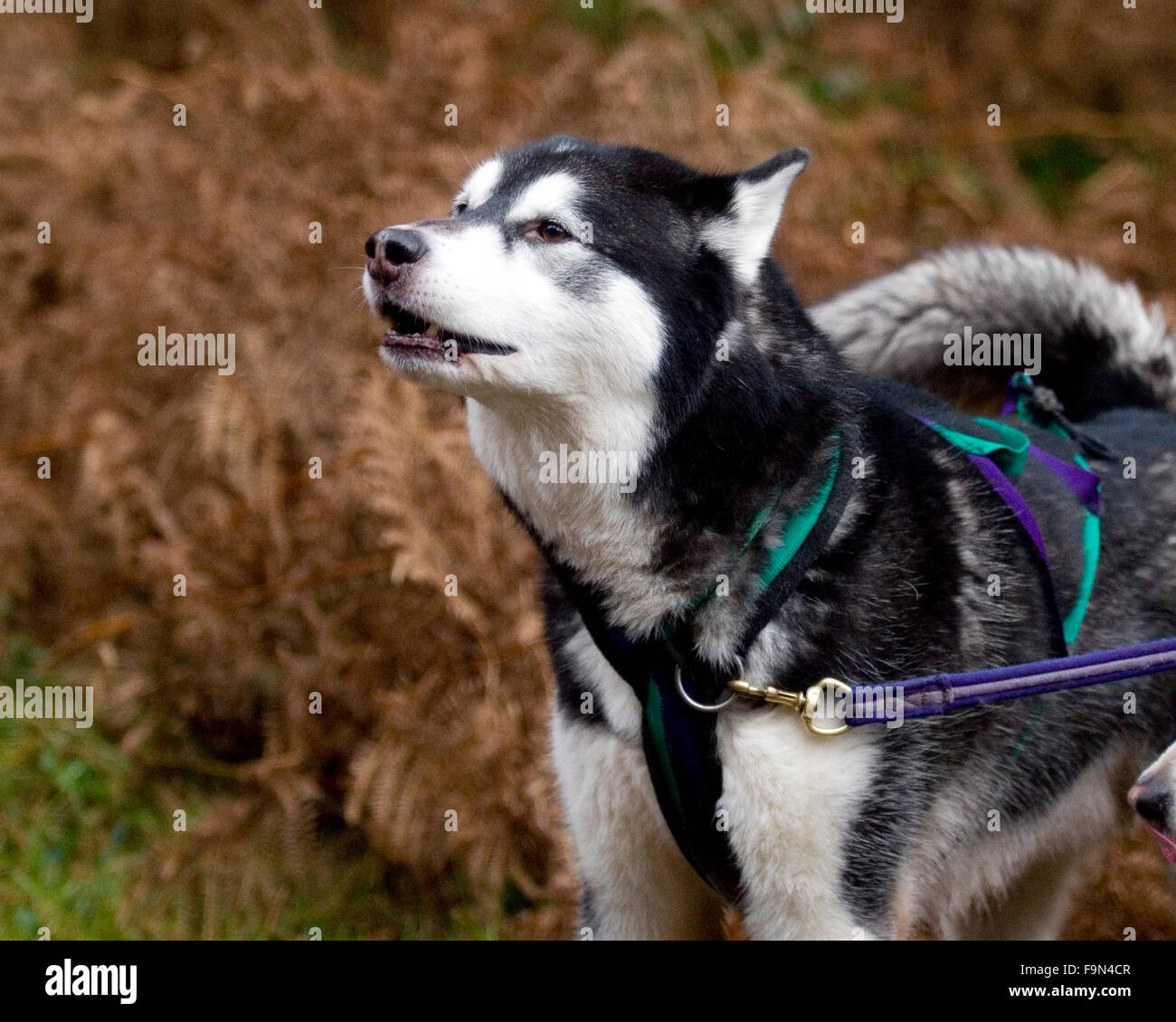 Alaskan Malamute ululati prima di una gara Foto Stock
