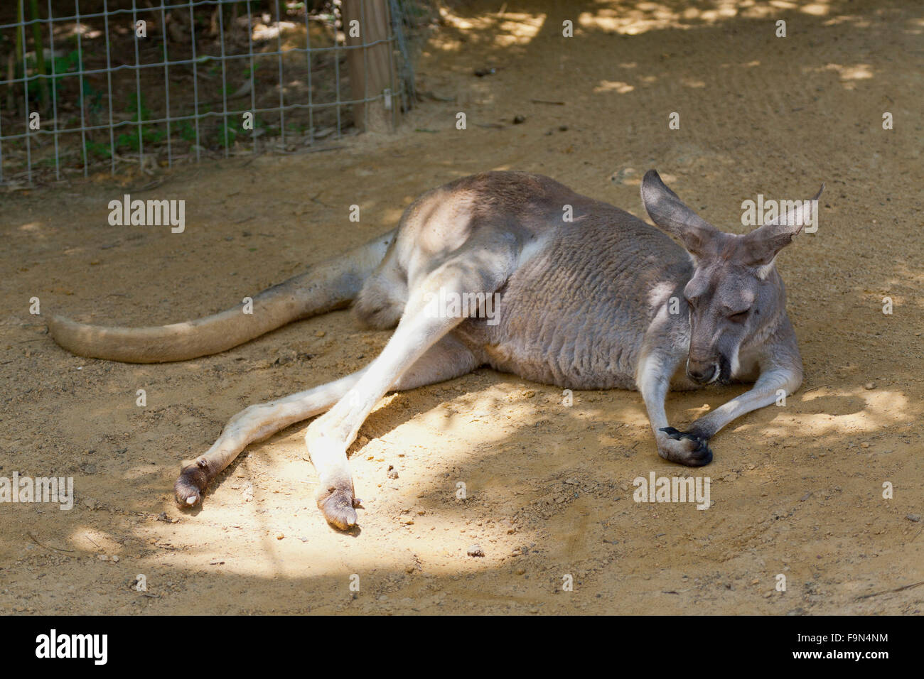 Occidentale canguro grigio Foto Stock