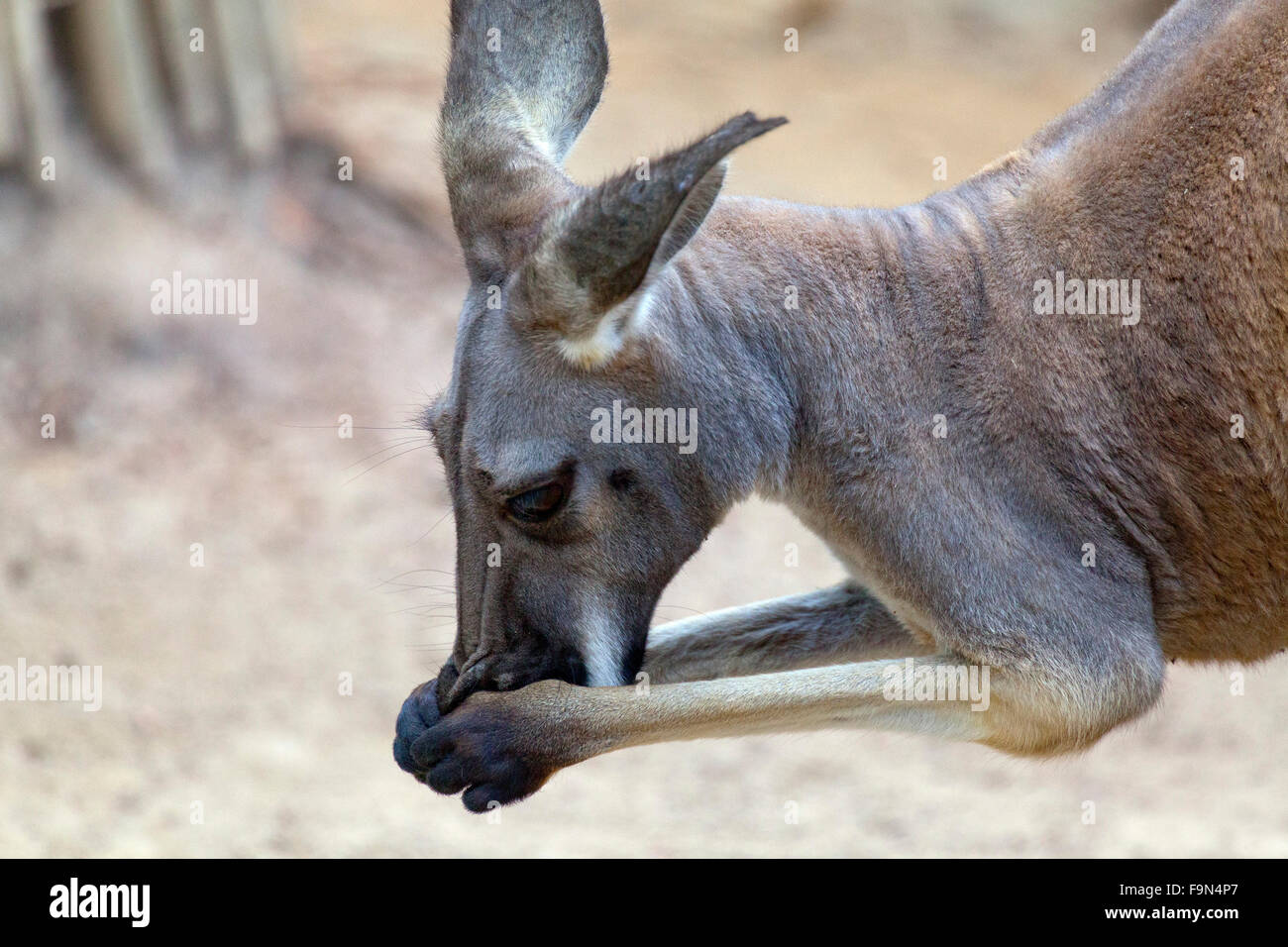 Occidentale canguro grigio Foto Stock