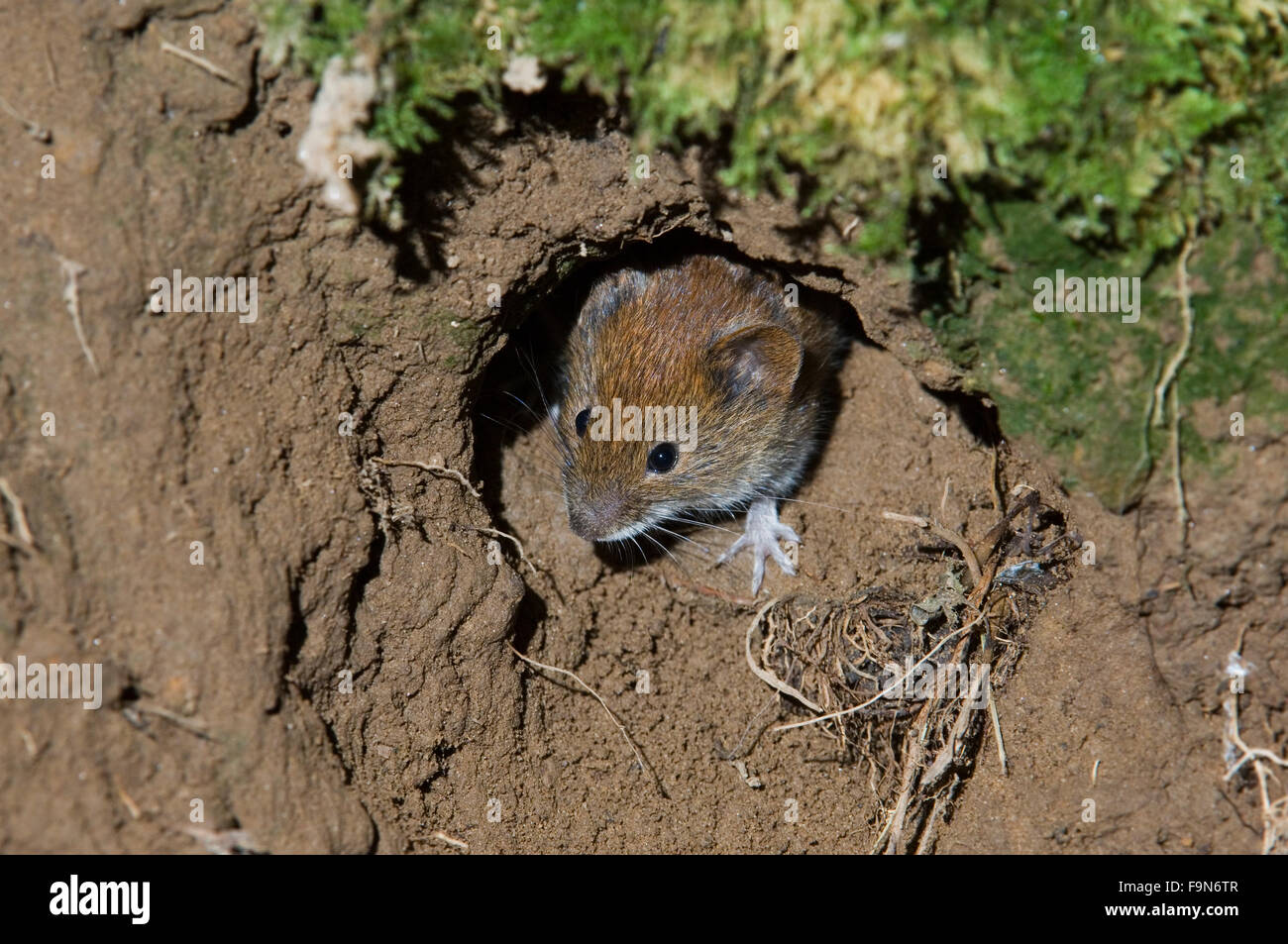 Mouse di legno (Apodemus sylvaticus) testa emergente dal nido lasciando burrow Foto Stock