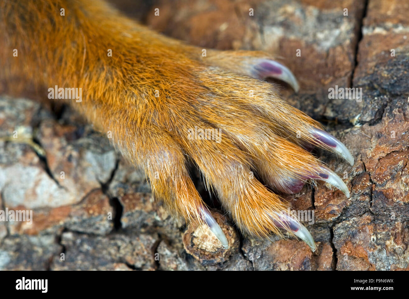 Eurasian red scoiattolo (Sciurus vulgaris), close up della zampa anteriore la zampa con artigli affilati afferraggio su corteccia di albero Foto Stock