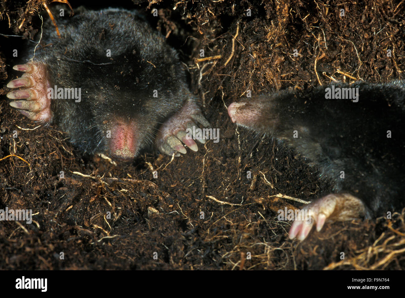 Due moli europea / comune mole (Talpa europaea) incontro mentre rovistando in metropolitana in galleria Foto Stock