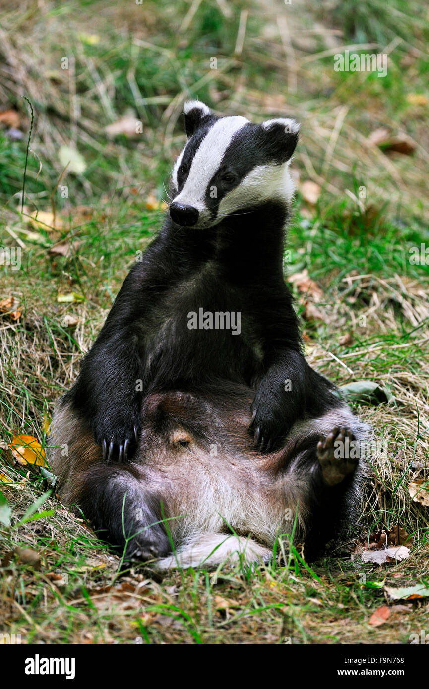 Europea (Badger Meles meles) seduto in posizione eretta in Prato Foto Stock