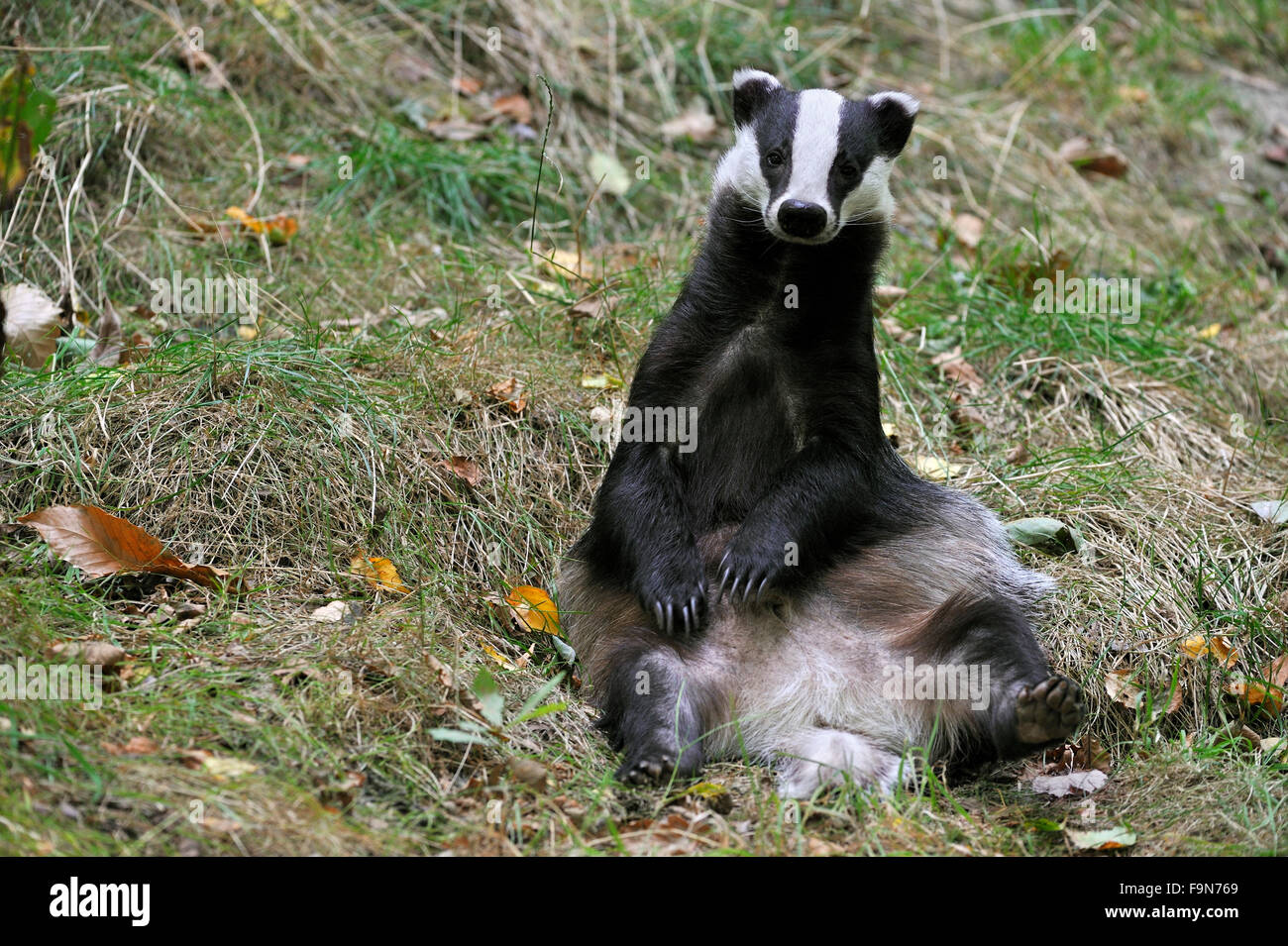 Europea (Badger Meles meles) seduto in posizione eretta in Prato Foto Stock