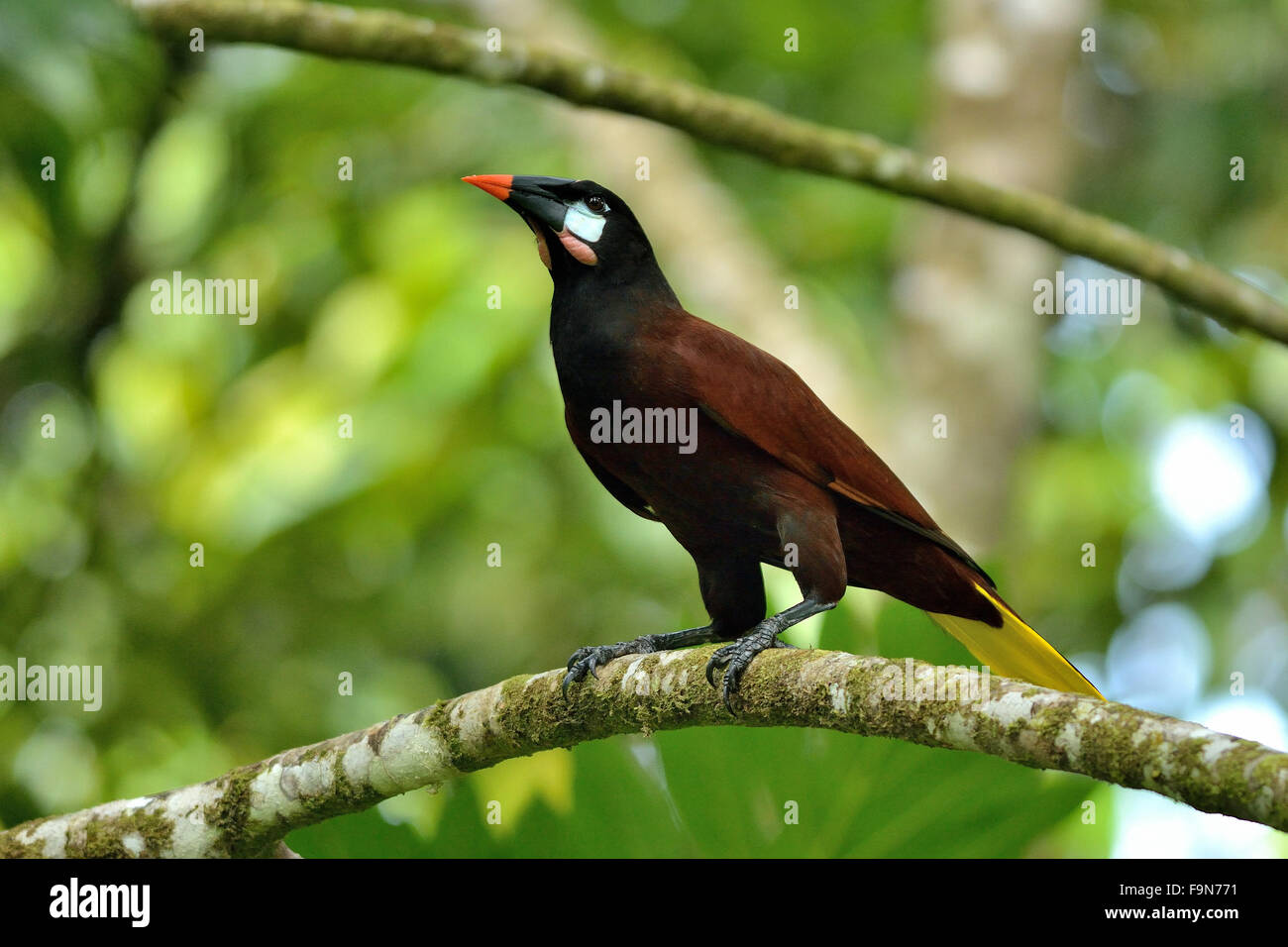 Montezuma Oropendola nel Parco Nazionale di Tortuguero Costa Rica Foto Stock