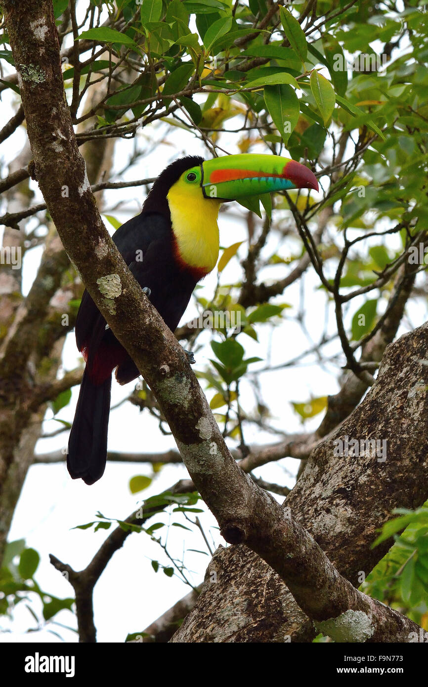 Chiglia fatturati Toucan nel Parco Nazionale di Tortuguero Costa Rica Foto Stock