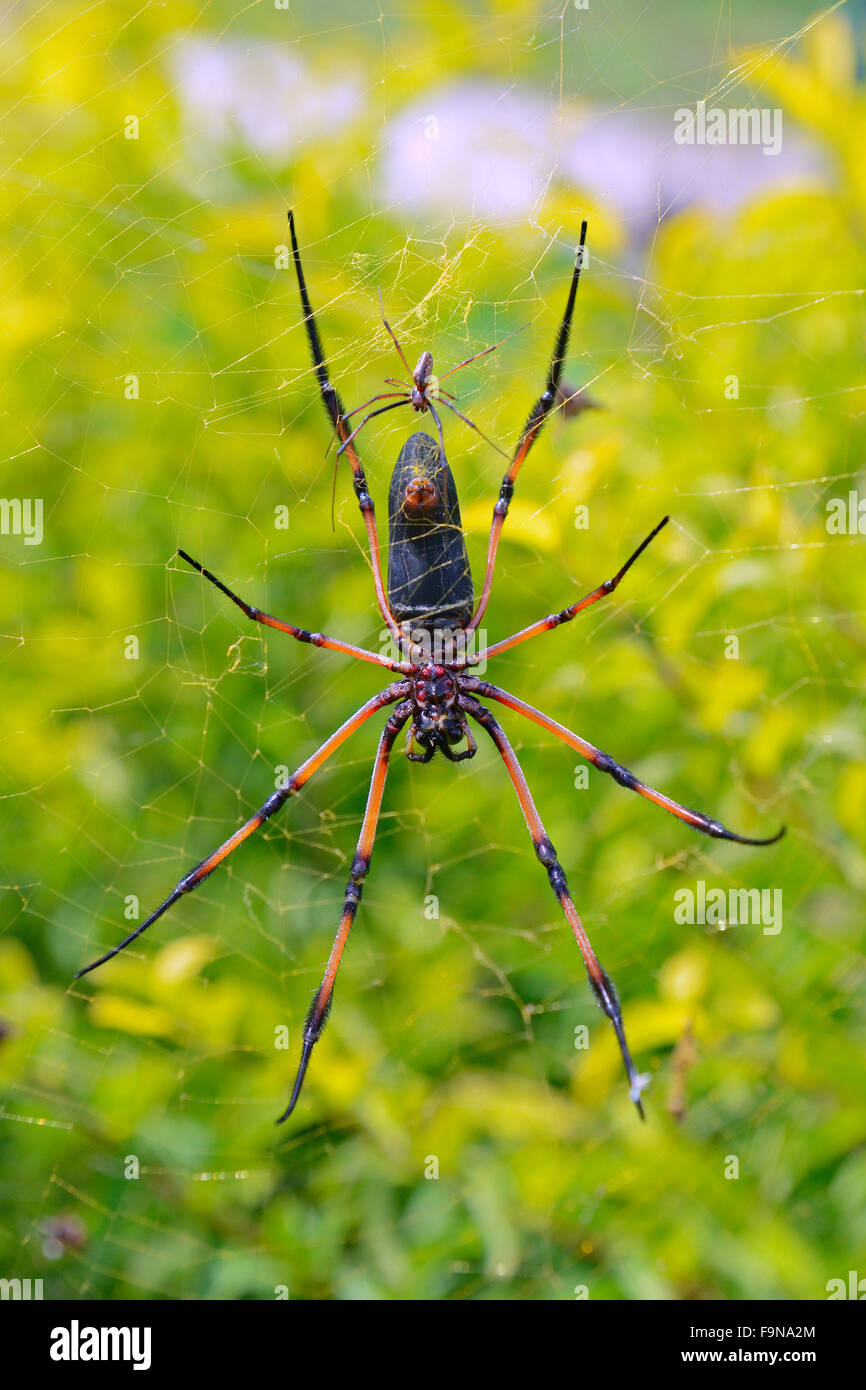 Red-gambe golden orb-web spider (Nephila inaurata), grande femmina e maschio piccolo sul web, Isola di Mahe, Seicelle Foto Stock