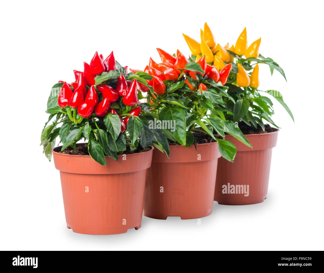 Riga di colore rosso giallo, arancio peperoncino in pentola è isolato su sfondo bianco Foto Stock