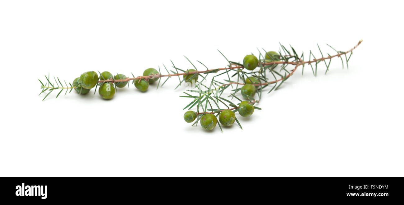 Juniperus cedrus, Isole Canarie ginepro, rami isolati su sfondo bianco Foto Stock