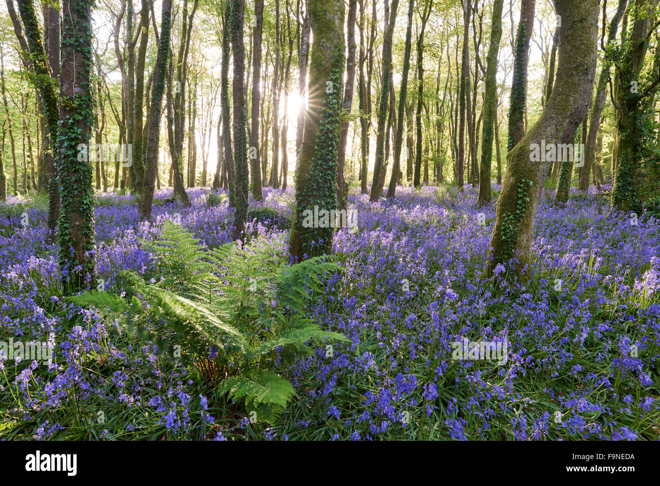 La luce del sole splende tra gli alberi e illuminazione delle Bluebells sul pavimento del bosco. Foto Stock