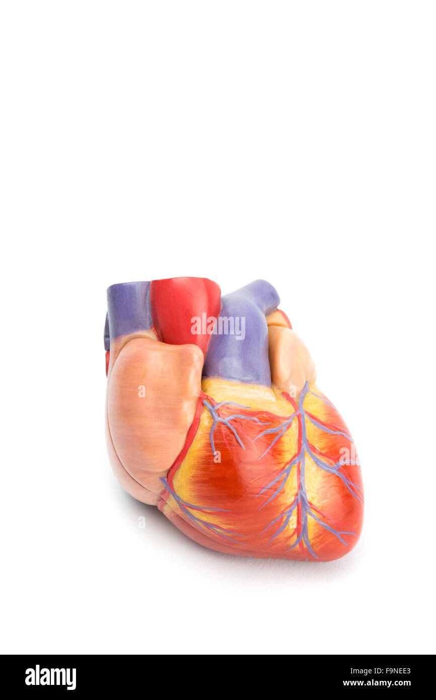 Modello di plastica del cuore umano isolato su sfondo bianco Foto Stock