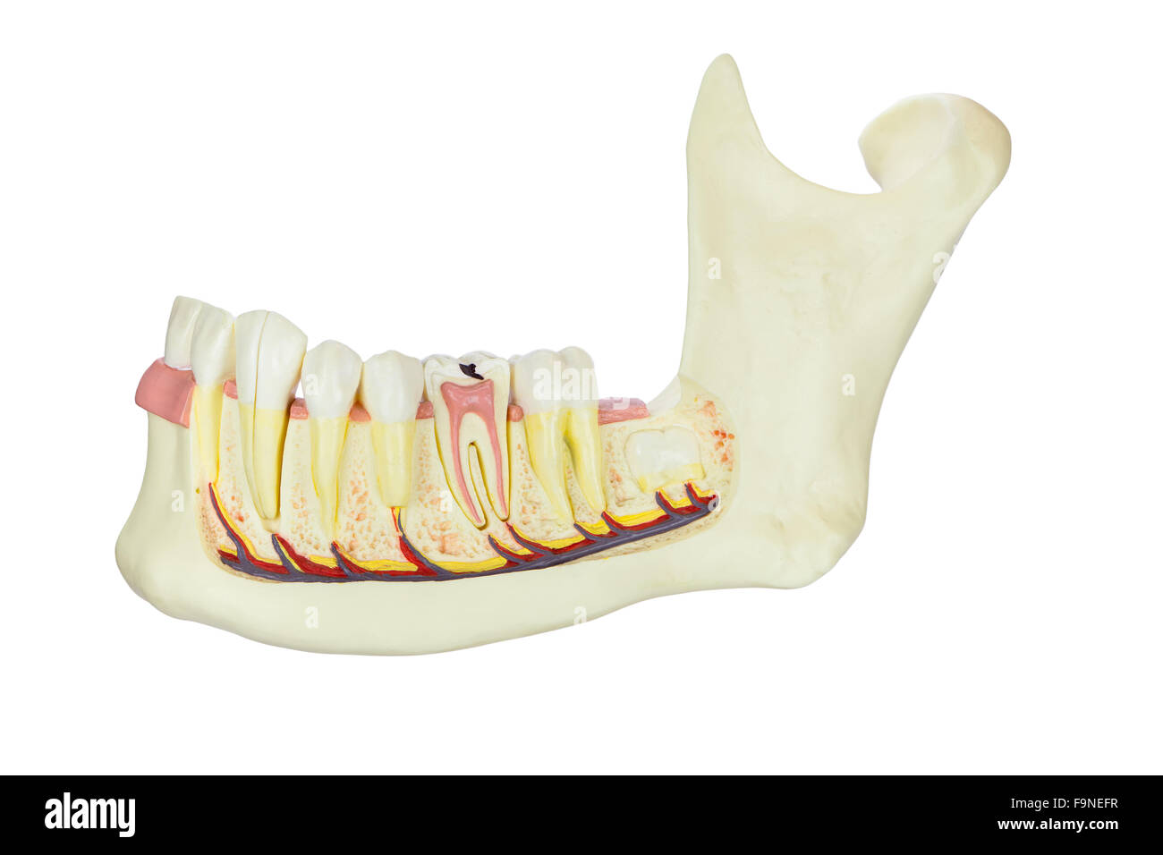 Modello di mandibola umana con denti isolati su sfondo bianco Foto Stock