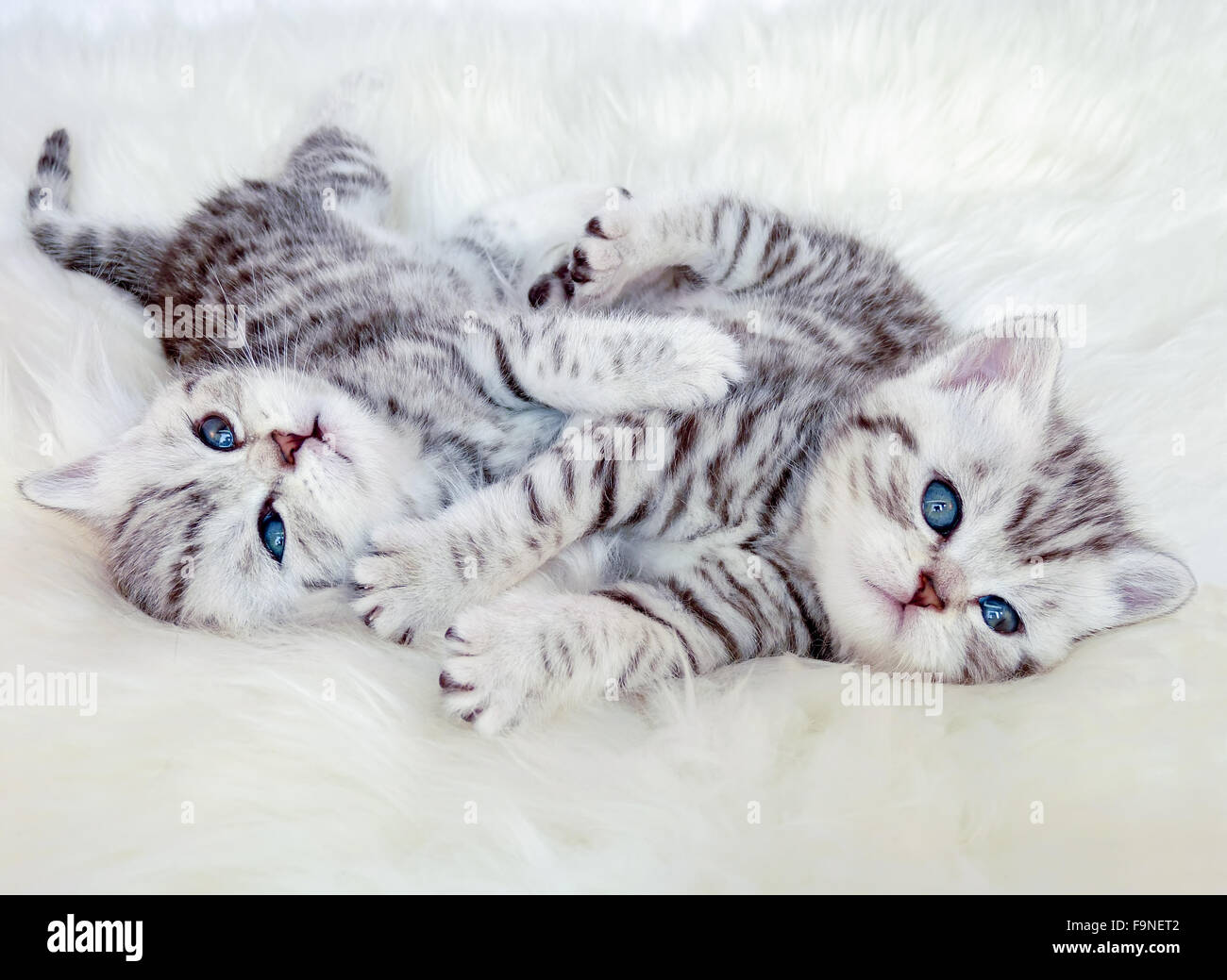 Due giovani British Shorthair black silver tabby spotted gattini giacente sulla pelle di pecora insieme giocando Foto Stock