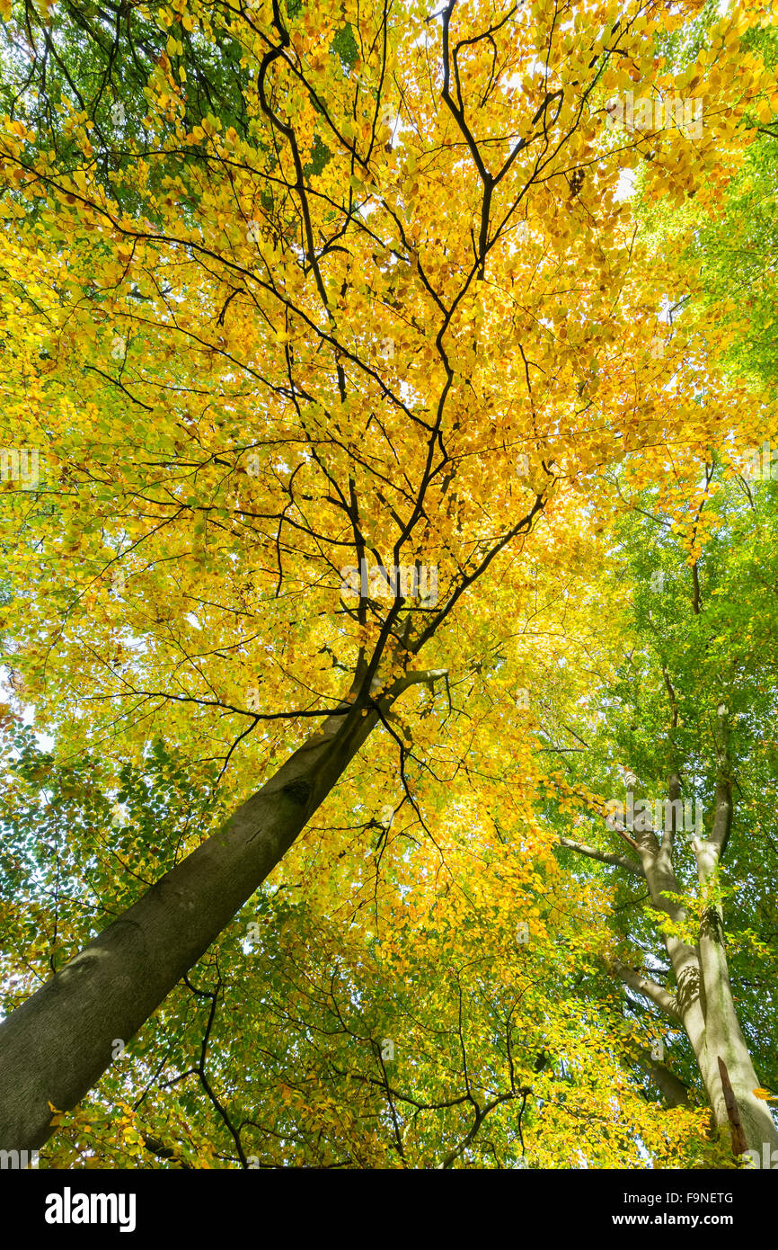 Foglie di giallo di albero con tronco nella stagione autunnale Foto Stock
