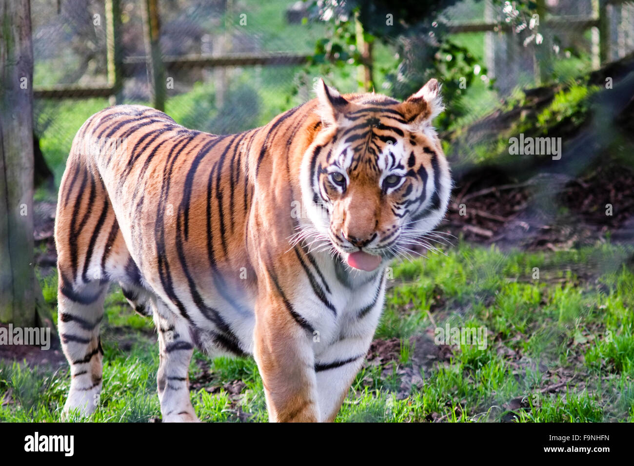 Tigri Zoo Howletts Foto Stock