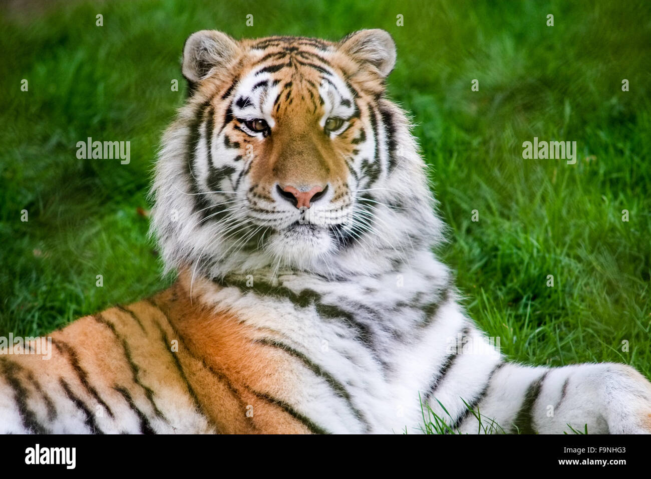 Tigri Zoo Howletts Foto Stock