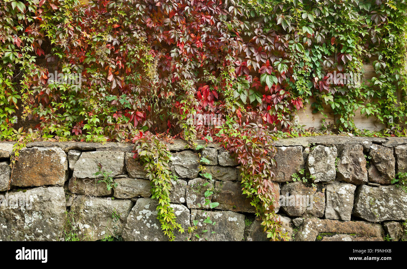 Parthenocissus quinquefolia, Virginia superriduttore, Victoria superriduttore, cinque-lasciava ivy, o cinque dita, crescente sul muro di pietra Foto Stock