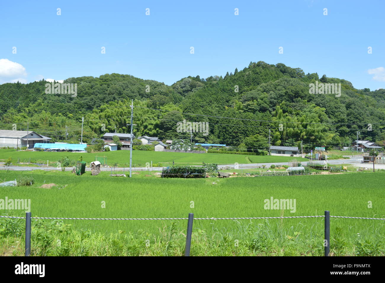 Verde campo agricolo in un borgo collinare del Giappone Foto Stock