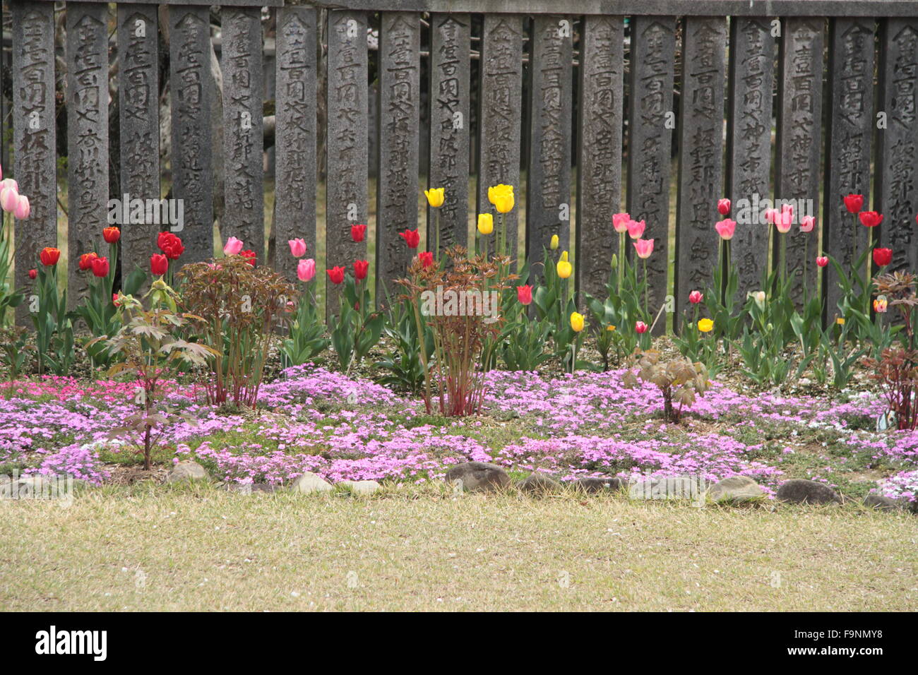 I tulipani di fronte lo shintoismo simboli Foto Stock