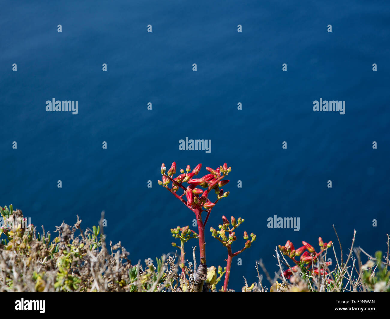 South African red boccioli di fiori su una scogliera vicino a Cape Point in Sud Africa, con il vasto oceano blu in background. Foto Stock