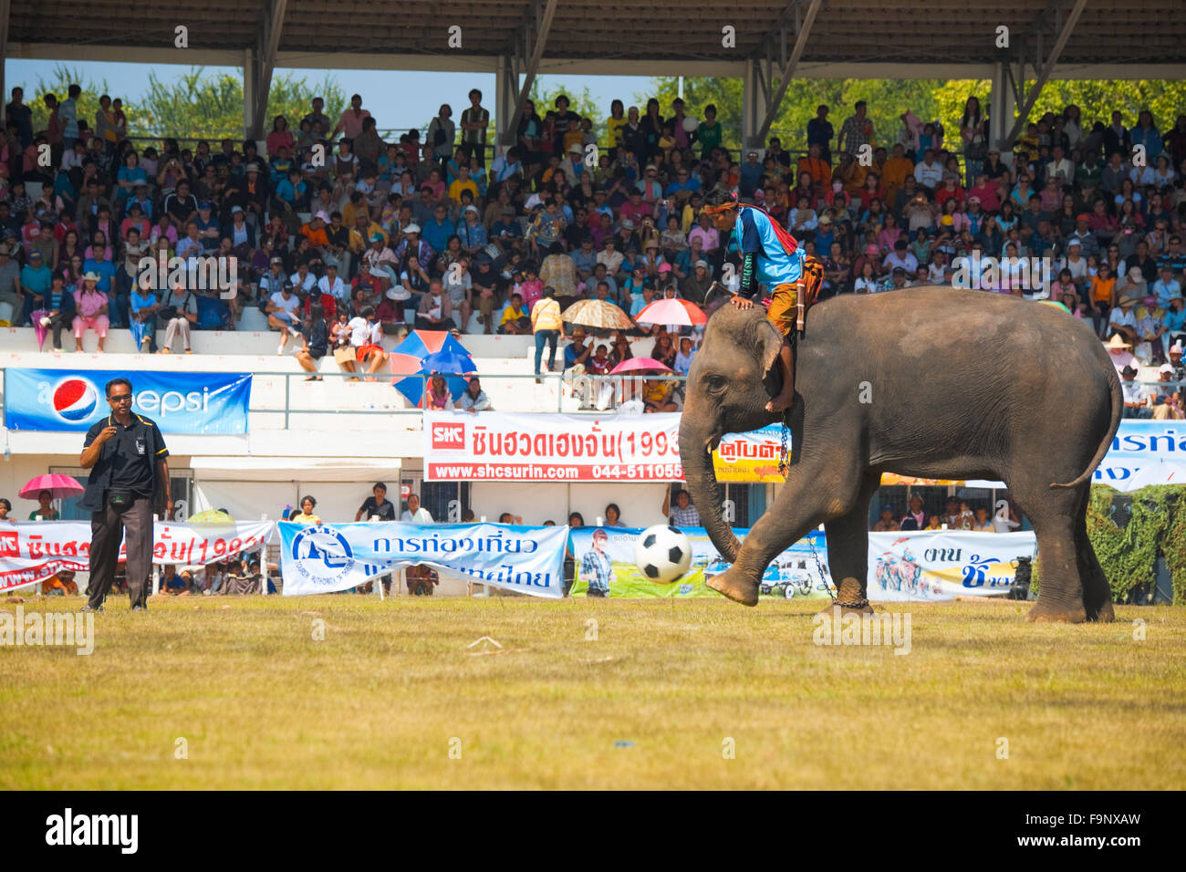 Elephant calci palla calcio durante una mostra di elefante gioco di calcio davanti a un folto pubblico all'annuale Surin Elephant Foto Stock