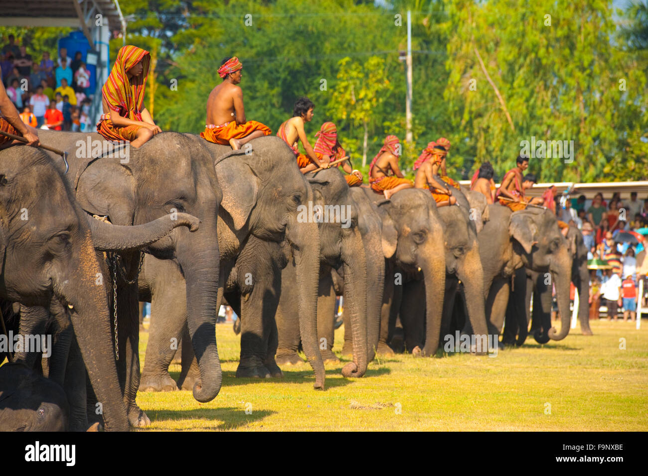 Una fila di elefanti e i loro formatori montati in piedi allineati in fila sul campo di prestazioni all'annuale Surin Elephant R Foto Stock