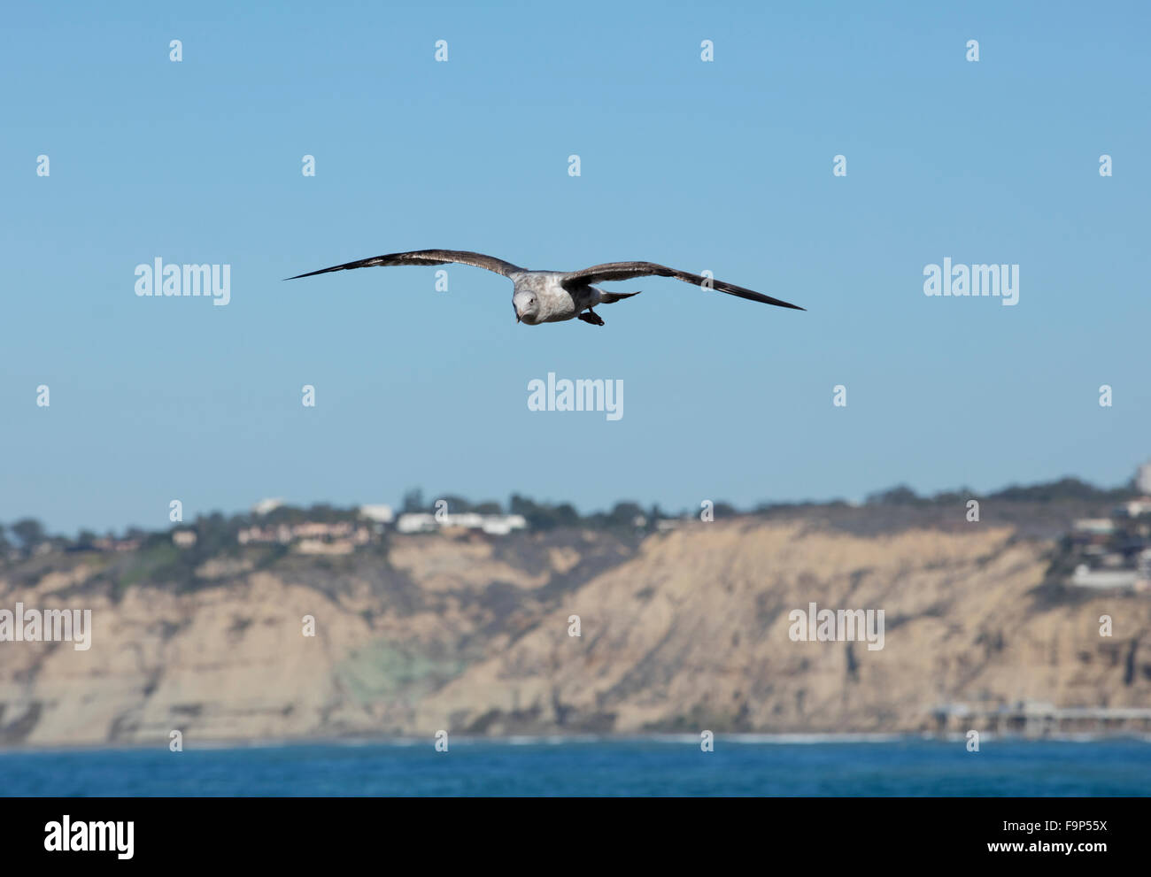 Alta cresta delle onde e colpendo la costa a La Jolla California Foto Stock