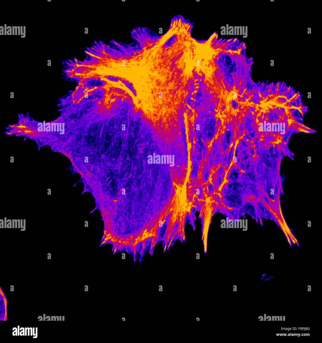 Cellula animale esprimente la fibra di stress visto sotto microscopia Foto Stock