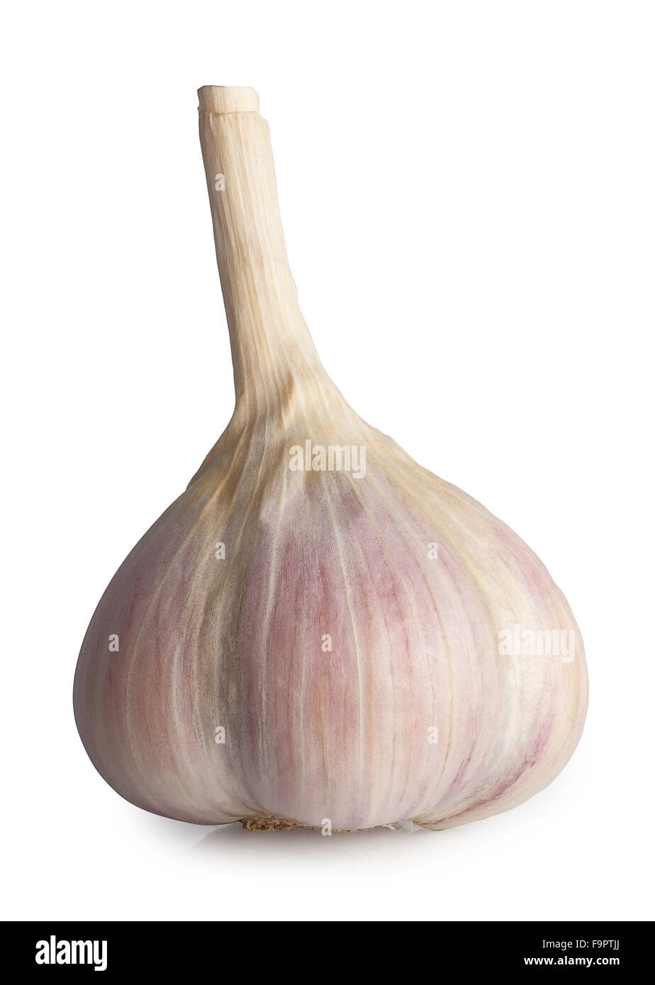 L'immagine verticale di una testa di aglio isolare su bianco Foto Stock