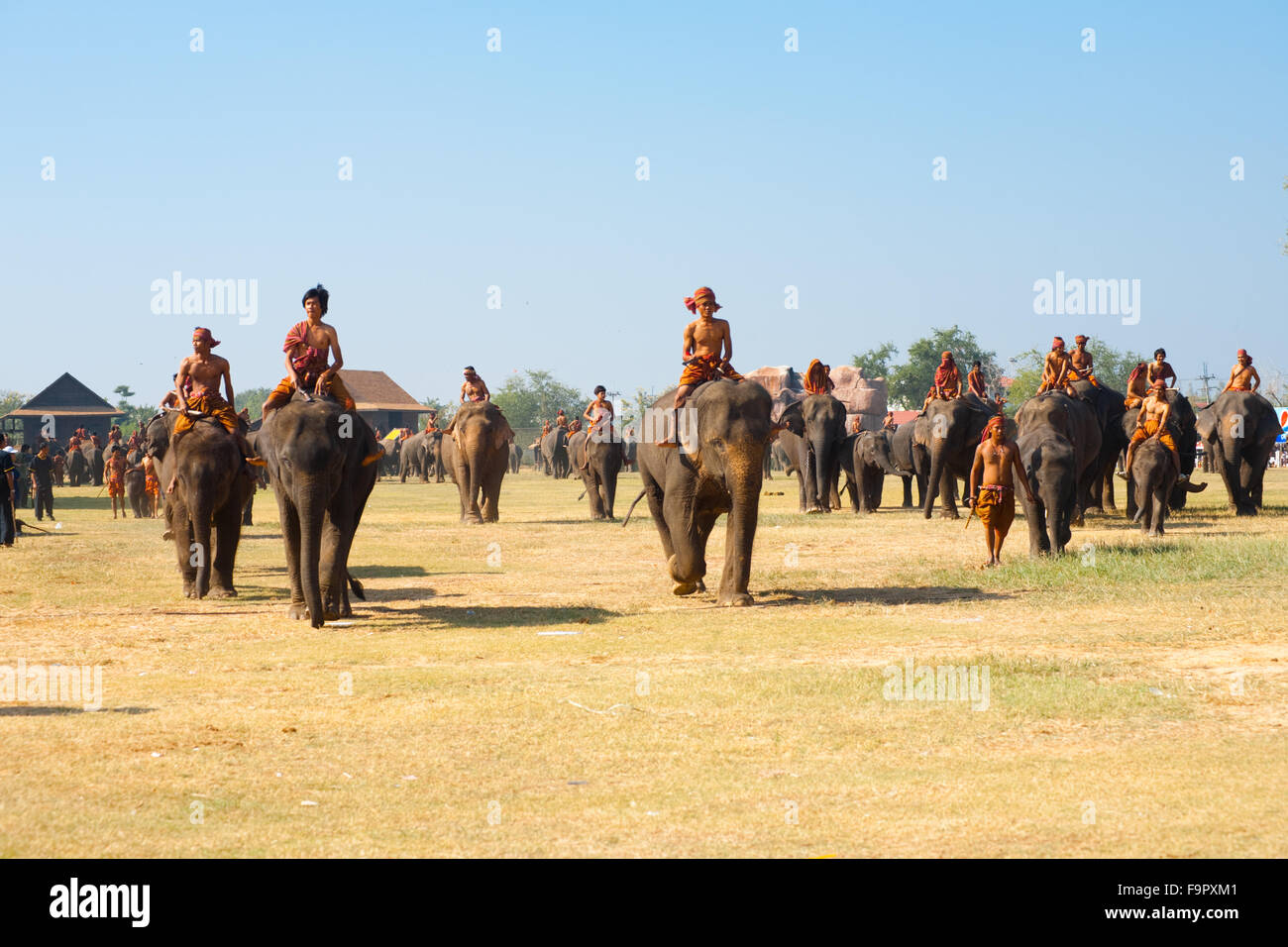 Grande branco di elefanti addomesticati con montato a cavallo dei formatori camminando sul campo di prestazioni a Surin Roundup di elefante Foto Stock