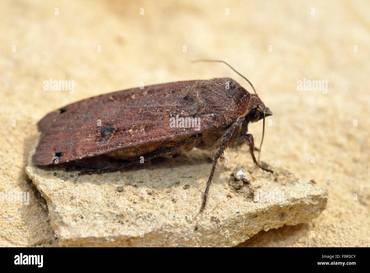 Grande giallo Underwing tignola sulla pietra - Noctua pronuba Foto Stock