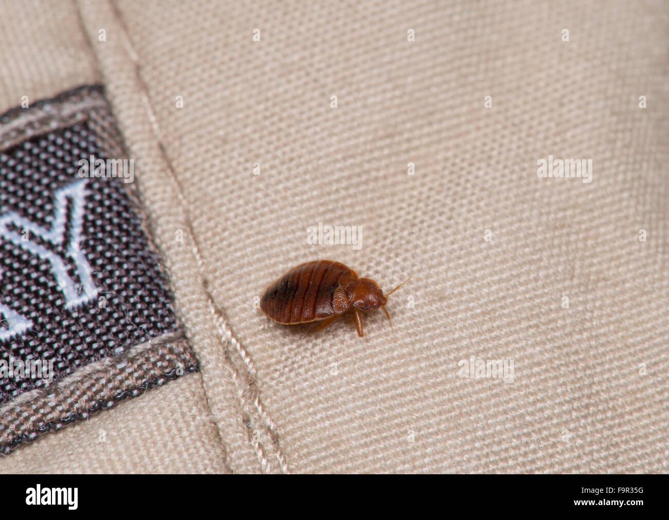 Bed Bug: Lepinotus reticulatus. Foto Stock