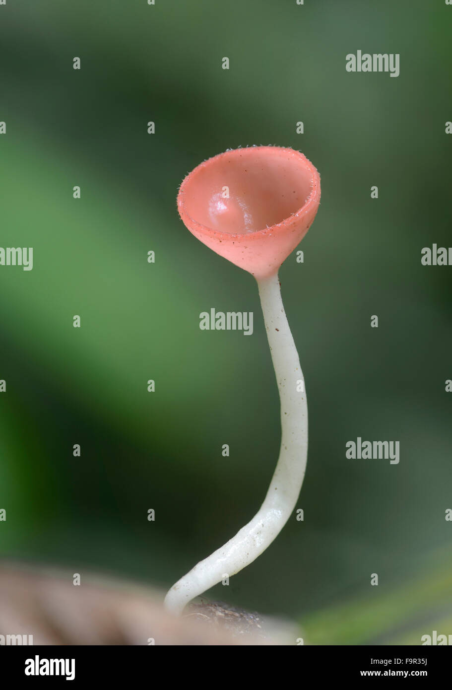 Tazza di funghi: Cookenia sp. Sabah, Borneo. Messa a fuoco immagine impilati Foto Stock