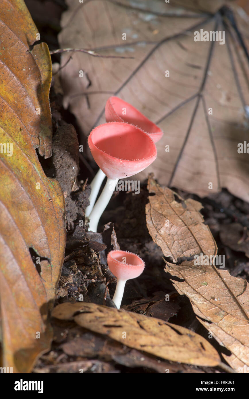 Tazza di funghi: Cookenia sp. La foresta pluviale tropicale, Sabah Borneo. Foto Stock