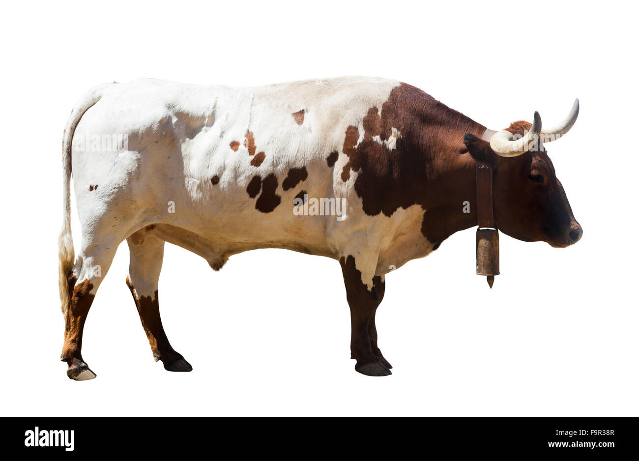 Grande bianco e marrone di Bull, isolato su sfondo bianco Foto Stock