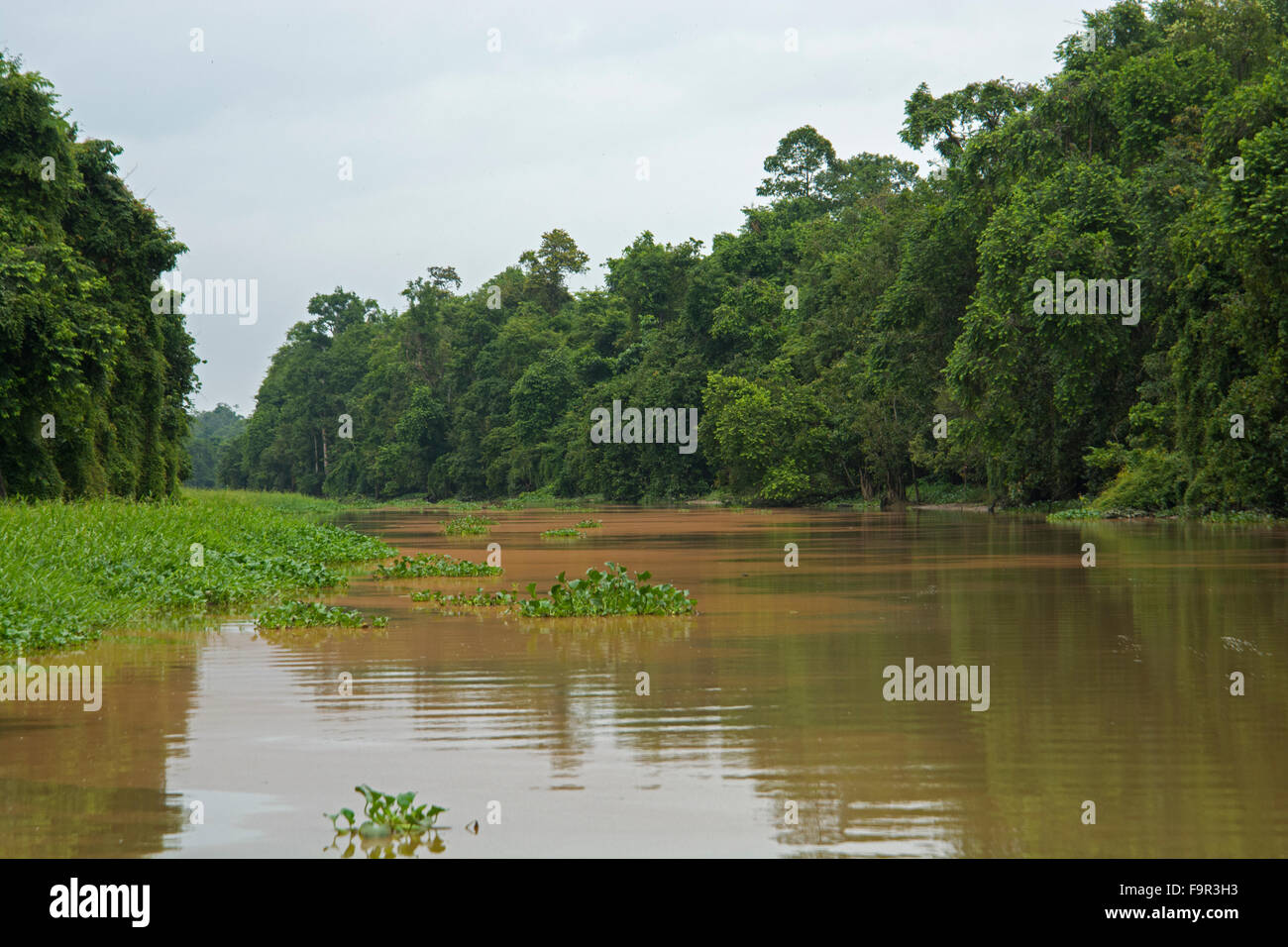 Inquinamento nel fiume causati da olio di palma: (Elacis guineensis) Plantation. Fiume Kinabatangan, Sabah Borneo Foto Stock