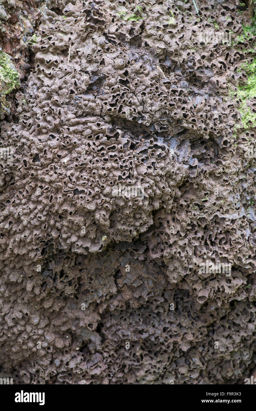 Termite nido, Barbados. Foto Stock