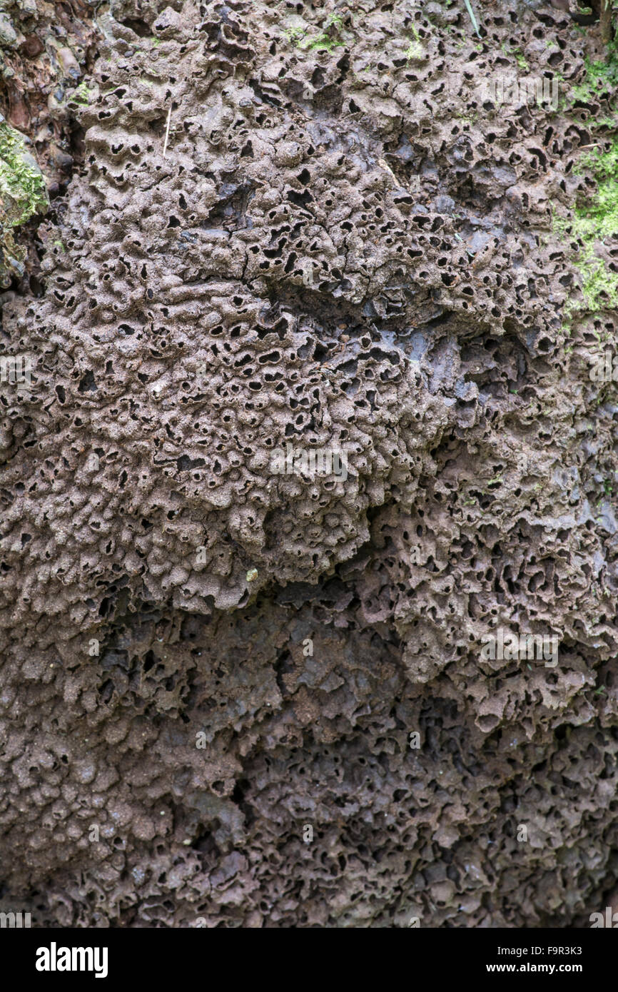 Termite nido, Barbados. Foto Stock