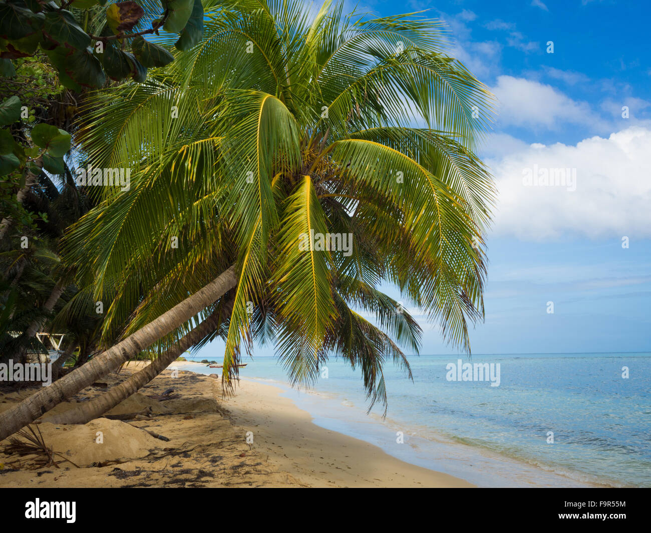 Tropica di spiaggia con cocononuts Palm su un isola dei Caraibi Foto Stock