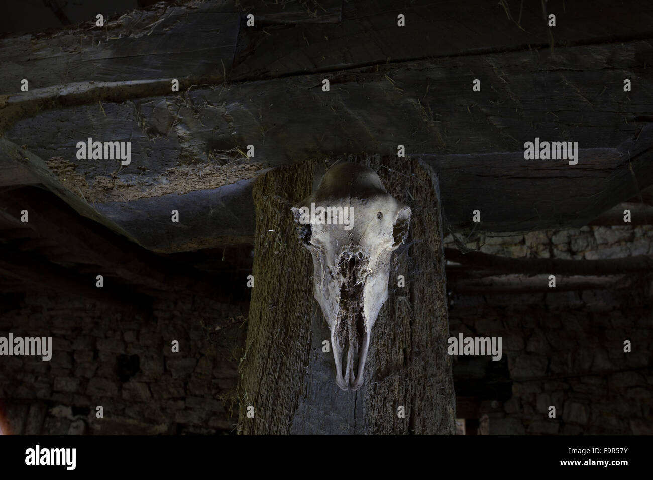 Cranio di pecora in colonne di legno di una casa Foto Stock