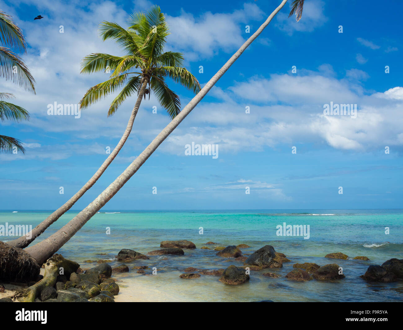 Tropica di spiaggia con cocononuts Palm su un isola dei Caraibi Foto Stock