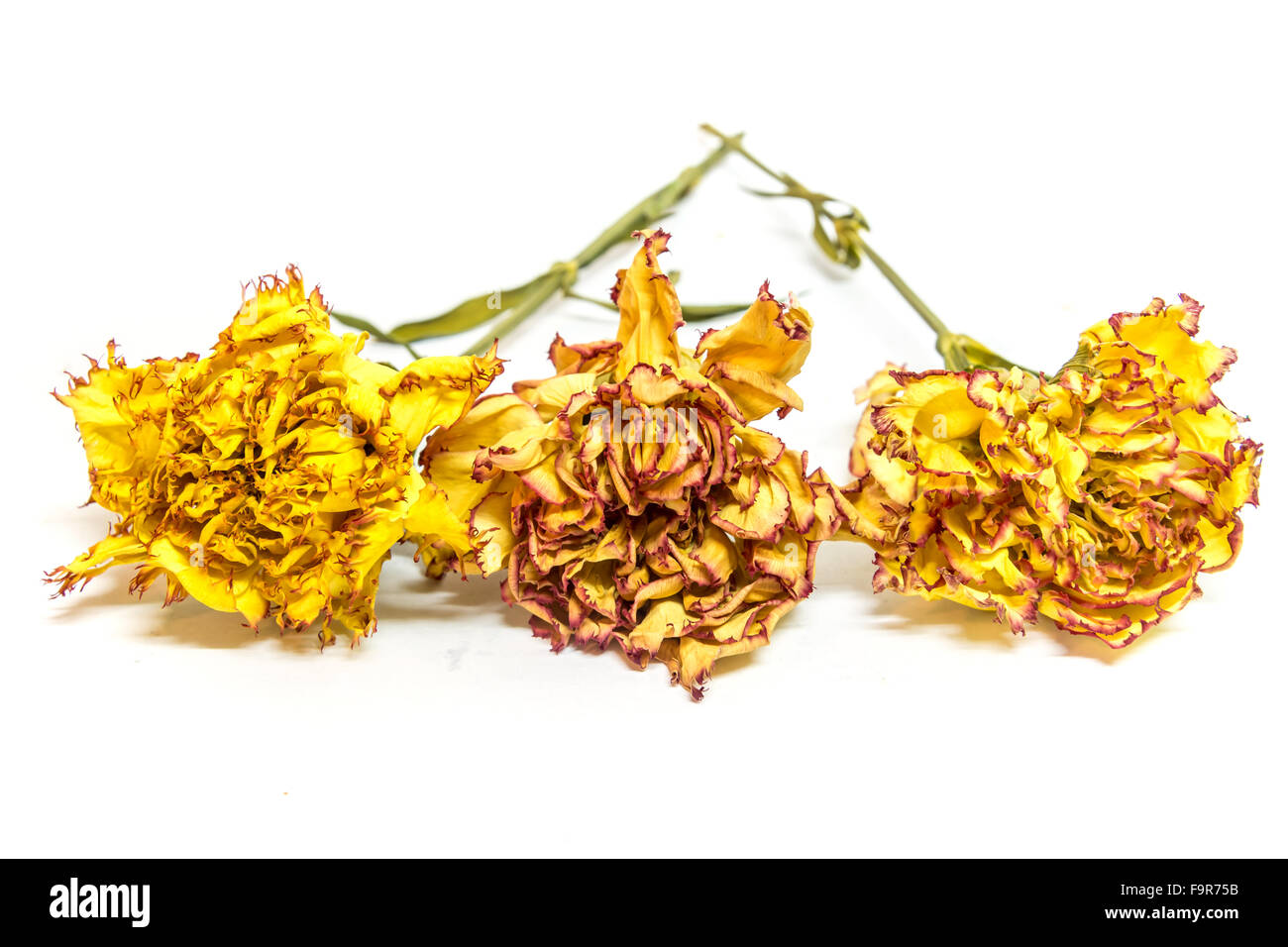 Colorato conservate tre garofani isolati su sfondo bianco Foto Stock