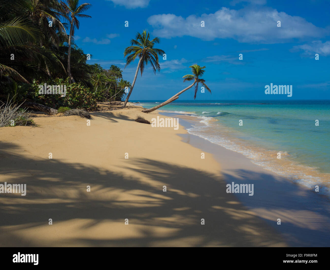 Tropica di spiaggia con cocononuts Palm su un isola dei Caraibi Foto Stock