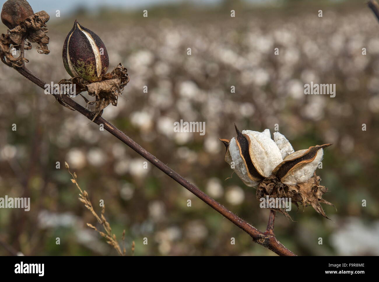 Il cotone in coltivazione in Tracia, Grecia del nord. Tempo del raccolto. Foto Stock