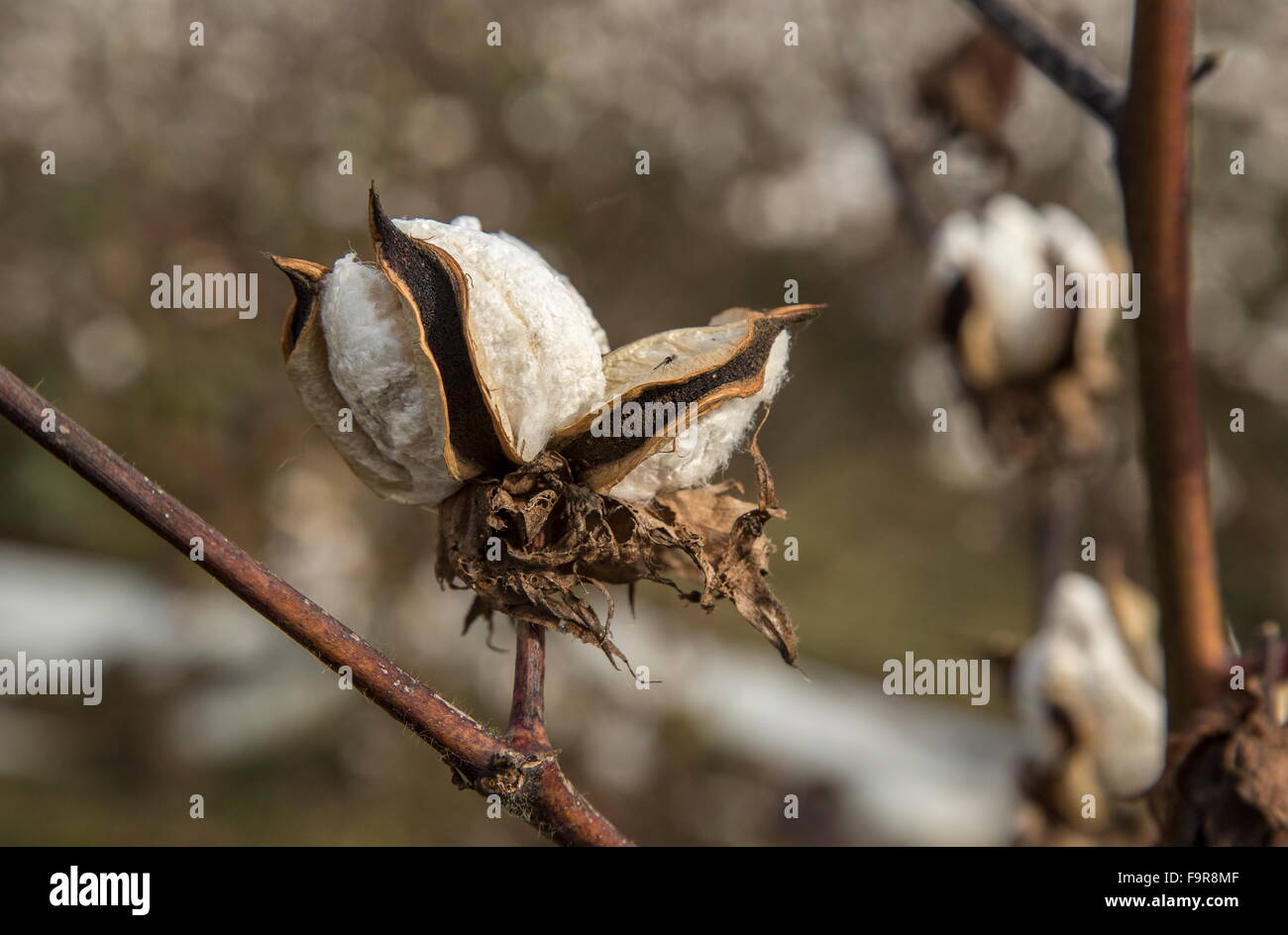 Il cotone in coltivazione in Tracia, Grecia del nord. Tempo del raccolto. Foto Stock